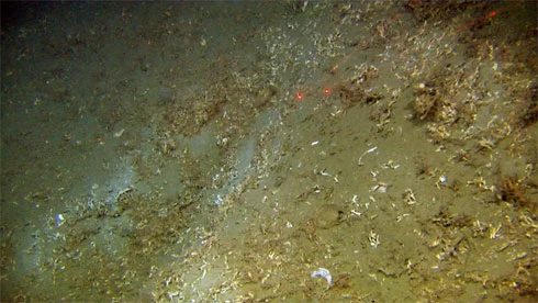 10 điều bí ẩn dưới đáy đại dương gây sốc ảnh 10