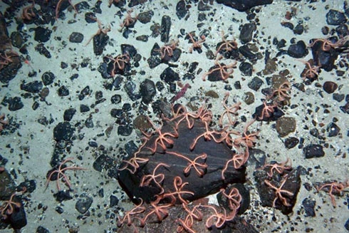 10 điều bí ẩn dưới đáy đại dương gây sốc ảnh 2