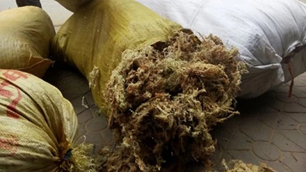 Rêu đá phơi khô chuẩn bị xuất bán.