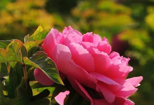 Du khách tham quan, chiêm ngưỡng hoa mẫu đơn ở Lạc Dương. Một cánh đồng hoa mẫu đơn rộng lớn ở Lạc Dương. Hoa mẫu đơn màu hồng đang trong thời kỳ nở rộ ở Lạc Dương. Hoa mẫu đơn tượng trưng cho sự giàu có, địa vị xã hội trong xã hội Trung Hoa cổ đại. Mùa hoa mẫu đơn bắt đầu từ đầu tháng 4 và kéo dài tới giữa tháng 5 hằng năm. Một cánh đồng hoa mẫu đơn vàng. Hằng năm, từ đầu tháng 4 đến giữa tháng 5, Lạc Dương lại đón một lượng du khách khổng lồ từ trong nước và nước ngoài về tham quan, chiêm ngưỡng loài hoa này. Những nhà thơ cổ đại Trung Quốc thích sử dụng hình ảnh hoa mẫu đơn để mô tả phụ nữ đẹp. Những bông hoa mẫu đơn màu hồng tượng trưng cho một vẻ đẹp thanh lịch. Có hơn 600 loài hoa mẫu đơn ở Lạc Dương. ....với vô số màu sắc rực rỡ. Một số lượng du khách khổng lồ đang đổ về Lạc Dương để chiêm ngưỡng hoa mẫu đơn vào thời gian này.