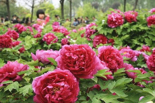 Du khách tham quan, chiêm ngưỡng hoa mẫu đơn ở Lạc Dương. Một cánh đồng hoa mẫu đơn rộng lớn ở Lạc Dương. Hoa mẫu đơn màu hồng đang trong thời kỳ nở rộ ở Lạc Dương. Hoa mẫu đơn tượng trưng cho sự giàu có, địa vị xã hội trong xã hội Trung Hoa cổ đại. Mùa hoa mẫu đơn bắt đầu từ đầu tháng 4 và kéo dài tới giữa tháng 5 hằng năm. Một cánh đồng hoa mẫu đơn vàng. Hằng năm, từ đầu tháng 4 đến giữa tháng 5, Lạc Dương lại đón một lượng du khách khổng lồ từ trong nước và nước ngoài về tham quan, chiêm ngưỡng loài hoa này. Những nhà thơ cổ đại Trung Quốc thích sử dụng hình ảnh hoa mẫu đơn để mô tả phụ nữ đẹp. Những bông hoa mẫu đơn màu hồng tượng trưng cho một vẻ đẹp thanh lịch. Có hơn 600 loài hoa mẫu đơn ở Lạc Dương. ....với vô số màu sắc rực rỡ. Một số lượng du khách khổng lồ đang đổ về Lạc Dương để chiêm ngưỡng hoa mẫu đơn vào thời gian này.