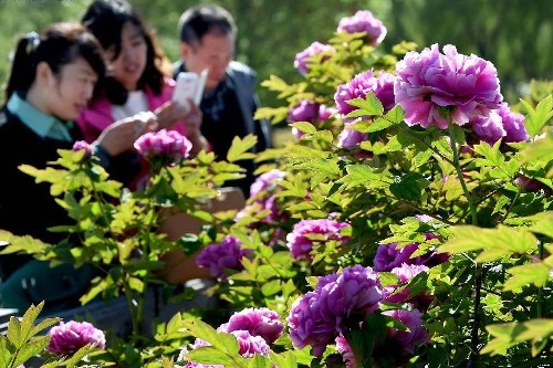 Du khách tham quan, chiêm ngưỡng hoa mẫu đơn ở Lạc Dương. Một cánh đồng hoa mẫu đơn rộng lớn ở Lạc Dương. Hoa mẫu đơn màu hồng đang trong thời kỳ nở rộ ở Lạc Dương. Hoa mẫu đơn tượng trưng cho sự giàu có, địa vị xã hội trong xã hội Trung Hoa cổ đại. Mùa hoa mẫu đơn bắt đầu từ đầu tháng 4 và kéo dài tới giữa tháng 5 hằng năm. Một cánh đồng hoa mẫu đơn vàng. Hằng năm, từ đầu tháng 4 đến giữa tháng 5, Lạc Dương lại đón một lượng du khách khổng lồ từ trong nước và nước ngoài về tham quan, chiêm ngưỡng loài hoa này. Những nhà thơ cổ đại Trung Quốc thích sử dụng hình ảnh hoa mẫu đơn để mô tả phụ nữ đẹp. Những bông hoa mẫu đơn màu hồng tượng trưng cho một vẻ đẹp thanh lịch. Có hơn 600 loài hoa mẫu đơn ở Lạc Dương. ....với vô số màu sắc rực rỡ. Một số lượng du khách khổng lồ đang đổ về Lạc Dương để chiêm ngưỡng hoa mẫu đơn vào thời gian này.