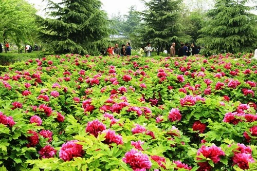 Du khách tham quan, chiêm ngưỡng hoa mẫu đơn ở Lạc Dương. Một cánh đồng hoa mẫu đơn rộng lớn ở Lạc Dương. Hoa mẫu đơn màu hồng đang trong thời kỳ nở rộ ở Lạc Dương. Hoa mẫu đơn tượng trưng cho sự giàu có, địa vị xã hội trong xã hội Trung Hoa cổ đại. Mùa hoa mẫu đơn bắt đầu từ đầu tháng 4 và kéo dài tới giữa tháng 5 hằng năm. Một cánh đồng hoa mẫu đơn vàng. Hằng năm, từ đầu tháng 4 đến giữa tháng 5, Lạc Dương lại đón một lượng du khách khổng lồ từ trong nước và nước ngoài về tham quan, chiêm ngưỡng loài hoa này. Những nhà thơ cổ đại Trung Quốc thích sử dụng hình ảnh hoa mẫu đơn để mô tả phụ nữ đẹp. Những bông hoa mẫu đơn màu hồng tượng trưng cho một vẻ đẹp thanh lịch. Có hơn 600 loài hoa mẫu đơn ở Lạc Dương. ....với vô số màu sắc rực rỡ. Một số lượng du khách khổng lồ đang đổ về Lạc Dương để chiêm ngưỡng hoa mẫu đơn vào thời gian này.