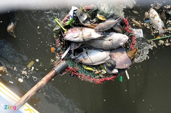 Mỗi ngày vớt hàng trăm ký cá chết ở kênh Nhiêu Lộc ảnh 3