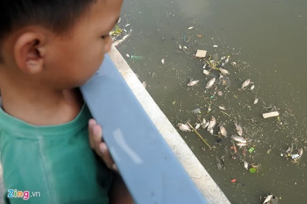 Mỗi ngày vớt hàng trăm ký cá chết ở kênh Nhiêu Lộc ảnh 8