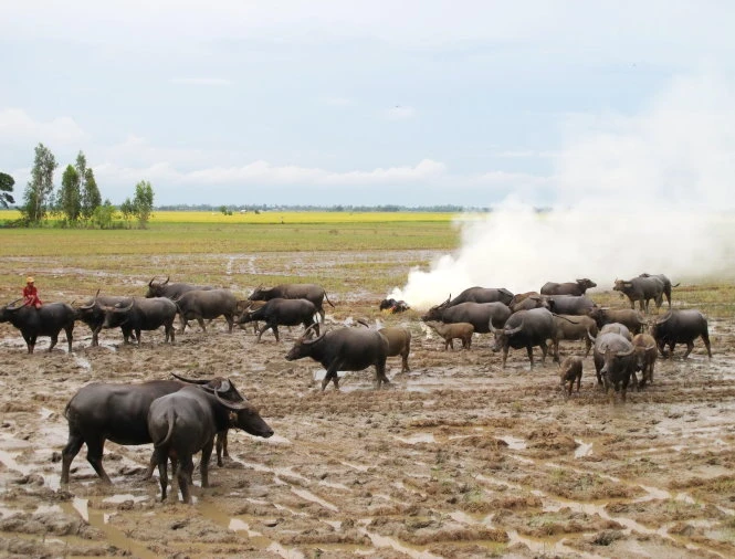 Mùa len trâu - Ảnh: B.N.