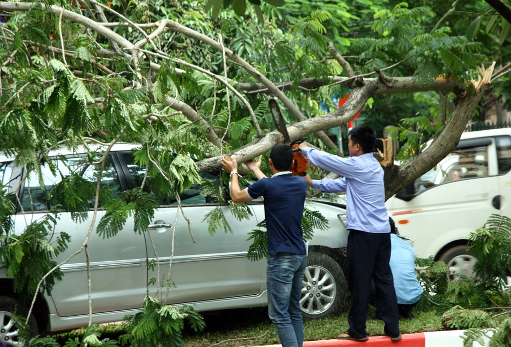 Innova 7 chỗ bẹp dúm sau khi tông gẫy đôi cây trên phố Hà Nội ảnh 5