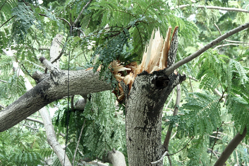 Innova 7 chỗ bẹp dúm sau khi tông gẫy đôi cây trên phố Hà Nội ảnh 1