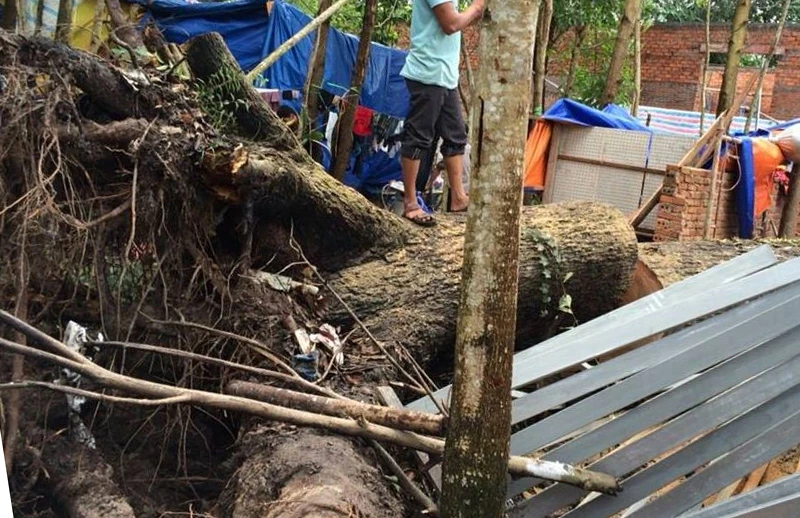 Cây cổ thụ bật gốc, đè chết 2 thợ hồ lúc nửa đêm ảnh 1