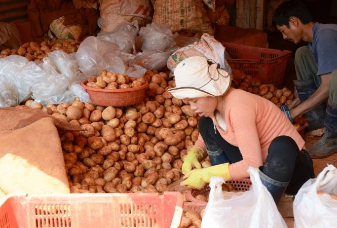 Cuối cùng là rải lên lớp đất đỏ trông giống như khoai tây được trồng ở Đà Lạt