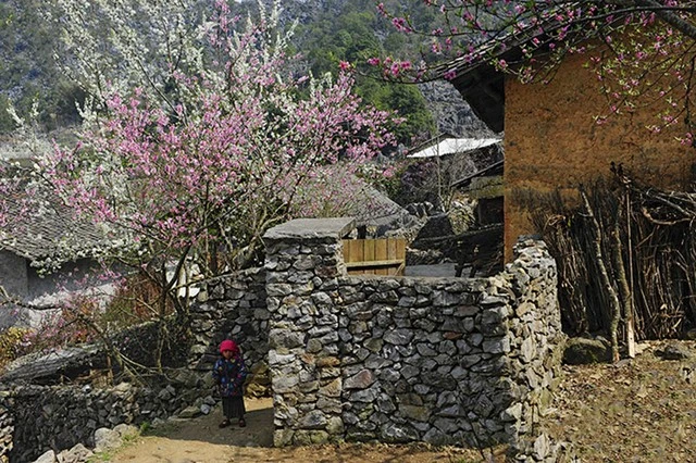  &nbsp;Mùa xuân trên cao nguyên đá (Hà Giang) 