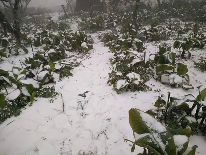 Nhiều nơi ở miền Bắc chìm trong băng tuyết lịch sử âm 6-8 độ C ảnh 15