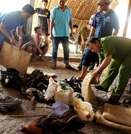 Triệt phá trường gà miệt vườn, thu giữ 800 triệu đồng tiền mặt ảnh 1