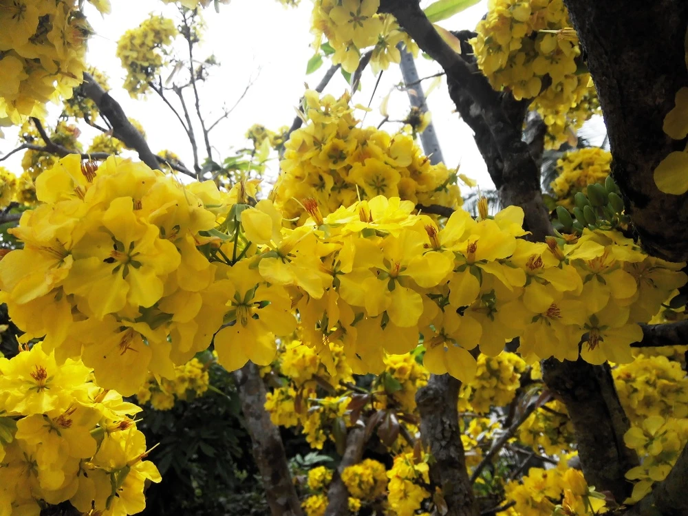 'Lão mai' 100 tuổi, cuồn cuộn nở hoa từ thân, cành ảnh 8