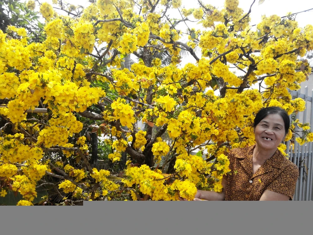  Bà Hoa cho biết, năm nào cây mai cũng nỡ tưng bừng như thế này 