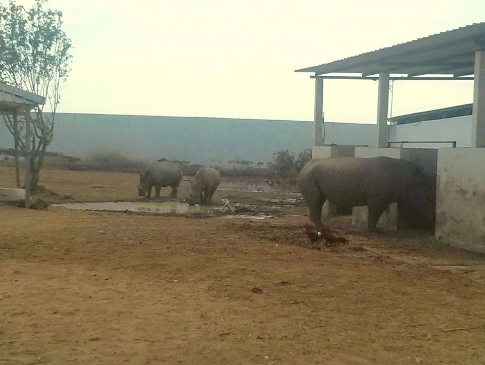 Long An : Vườn thú Mỹ Quỳnh nuôi nhốt tê giác ra sao? ảnh 1