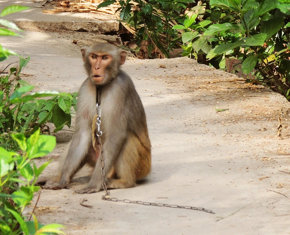 Đã xử lý được con khỉ sổng chuồng cắn liên tiếp nhiều người ảnh 1 Đã xử lý được con khỉ sổng chuồng cắn liên tiếp nhiều người ảnh 1