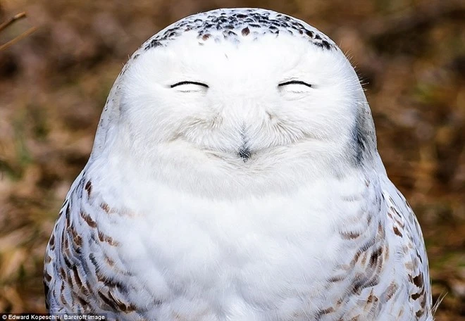 Khoảnh khắc cực kỳ hài hước của các loài động vật hoang dã ảnh 1