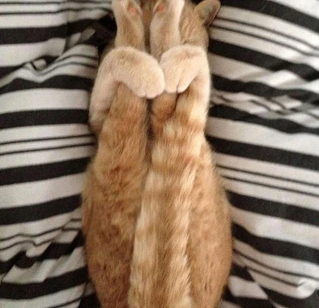 Cùng thư giãn với những động tác yoga 'siêu chuẩn' của loài vật ảnh 11