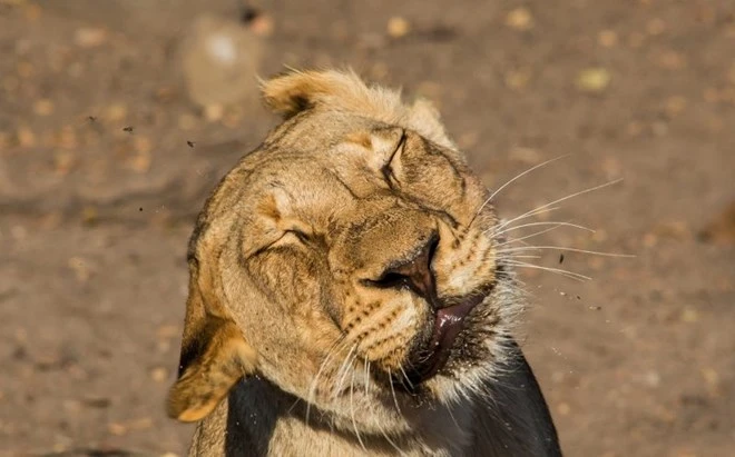 Con sư tử 'méo mặt' vì bị đàn ruồi kéo tới làm phiền ảnh 2