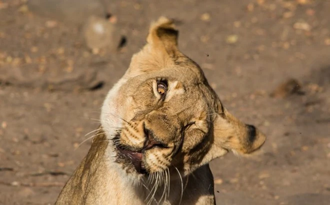 Con sư tử 'méo mặt' vì bị đàn ruồi kéo tới làm phiền ảnh 3