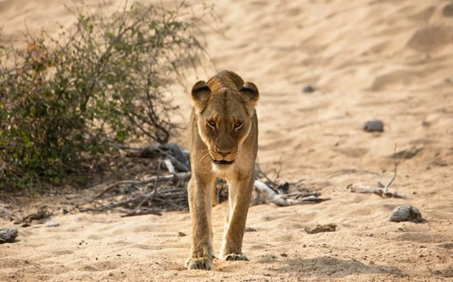 Con sư tử 'méo mặt' vì bị đàn ruồi kéo tới làm phiền ảnh 4