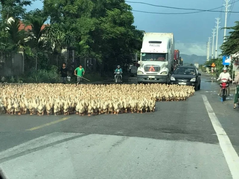 Vật nuôi gây tai nạn, chủ có bị xử lý gì không? ảnh 1