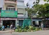 Đốn hạ cây xanh trên đường: Dân không được tự ý làm