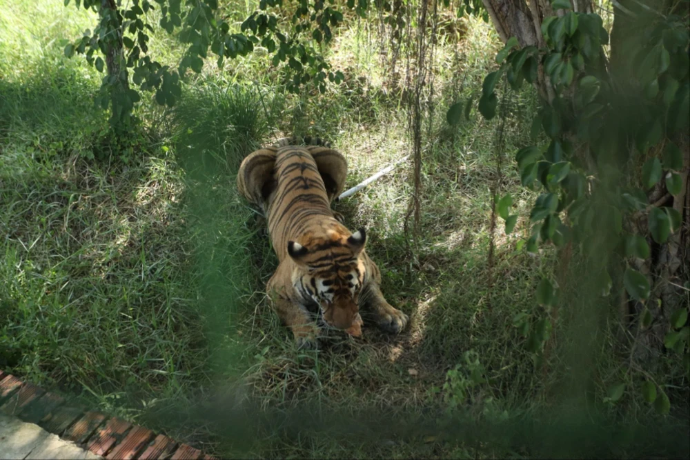 Vu ho chet long an.jpg