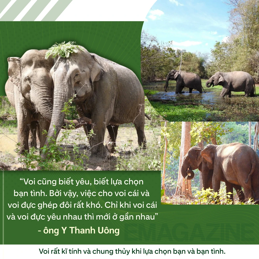 ẢNH GHÉP 1 - Voi rất kĩ tính và chung thủy khi lựa chọn bạn và bạn tình (1).png