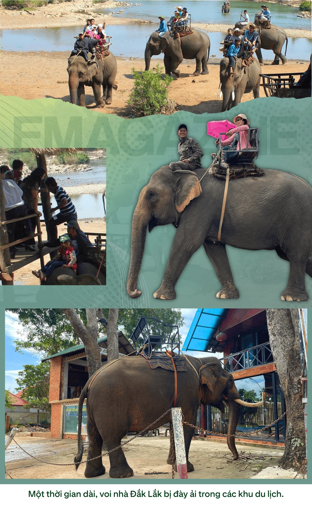 ẢNH GHÉP 4 - Một thời gian dài, voi nhà Đắk Lắk bị đày ải trong các khu du lịch (1).png