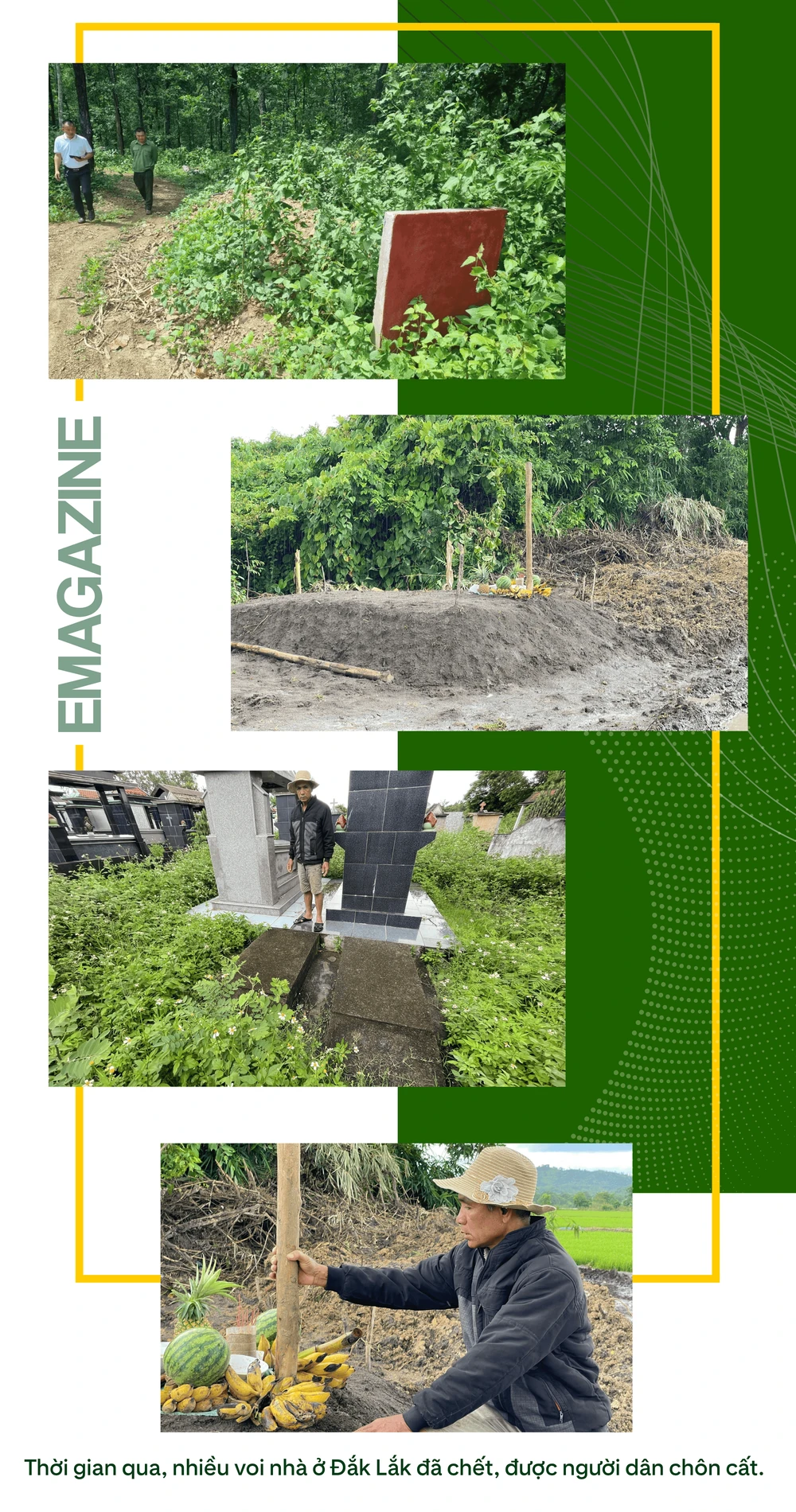 ẢNH GHÉP 6 - Thời gian qua, nhiều voi nhà ở Đắk Lắk đã chết, được người dân chôn cất (1).png