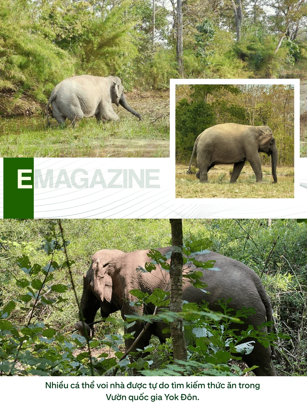 ẢNH GHÉP 7 - Nhiều cá thể voi nhà được tự do tìm kiếm thức ăn trong Vườn quốc gia Yok Đôn (1).png