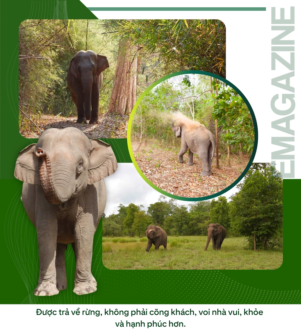 ẢNH GHÉP 8 - Được trả về rừng, không phải cõng khách, voi nhà vui, khỏe và hạnh phúc hơn (1).png