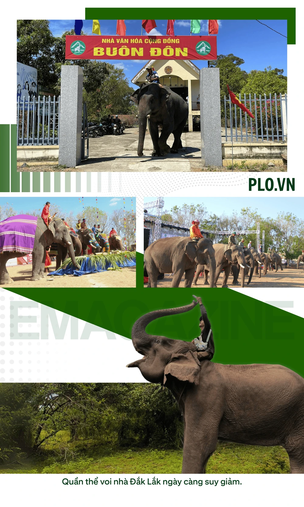 Bản sao của ẢNH GHÉP 5 - Quần thể voi nhà Đắk Lắk ngày càng suy giảm.png