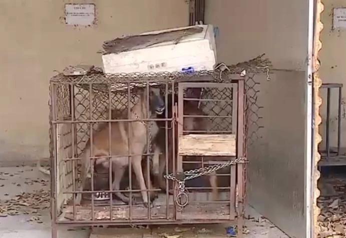 chủ nuôi chó tội vô ý làm chết người