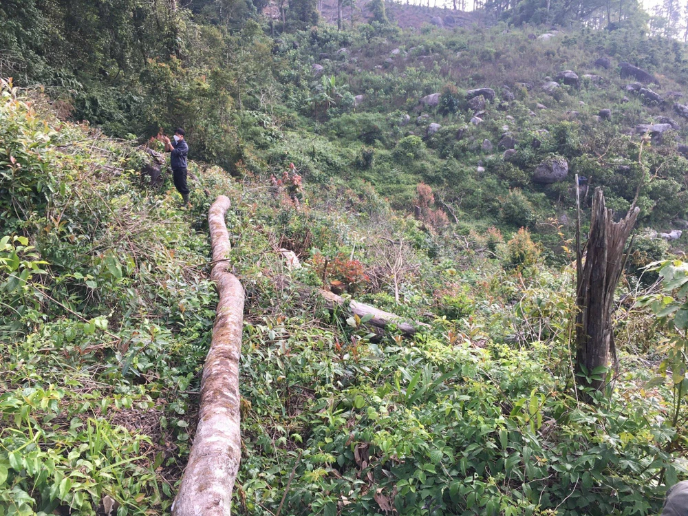 Rừng đang bị triệt hạ để chiếm đất. Ảnh: CA