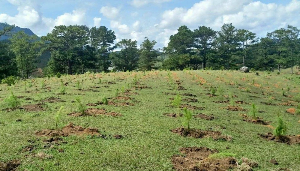 Chủ tịch UBND tỉnh Lâm Đồng chỉ đạo khôi phục ngay hiện trạng rừng bị xâm lấn