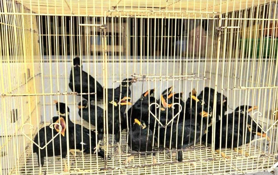 Chim nhồng nằm trong danh mục loài nguy cấp, quý hiếm (thuộc nhóm IIB) cần bảo vệ nghiêm ngặt Ảnh CA