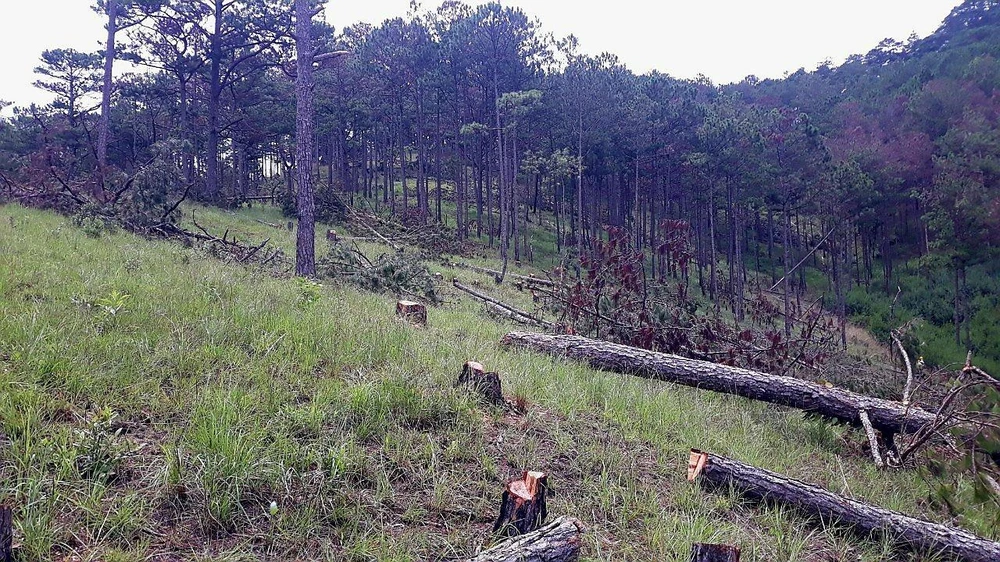 Vụ phá rừng nghiêm trọng xảy ra ngay trong rừng phòng hộ Lâm Viên