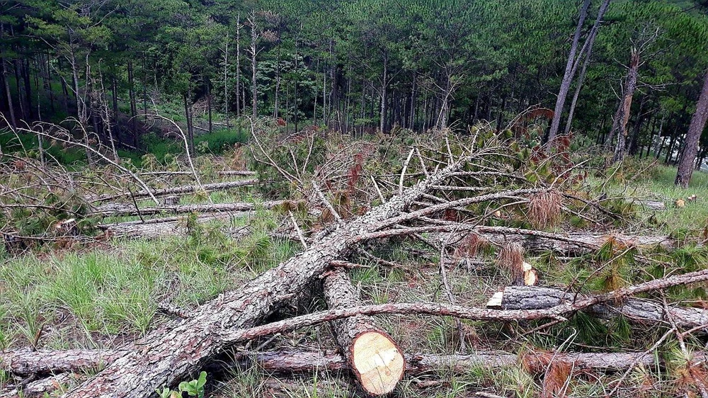 400 cây thông ba lá nằm ngổn ngang tại tiểu khu 148B. Ảnh: VT