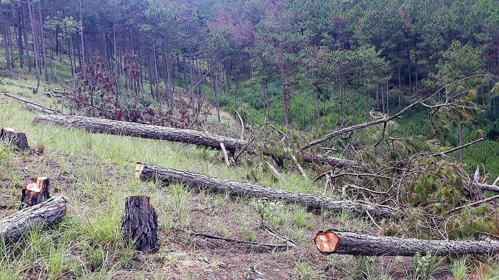 Hàng trăm cây thông ba lá bị triệt hạ. Ảnh: VT