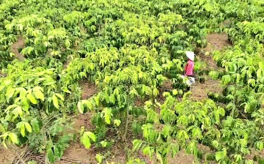 Vườn cà phê 9 ha của bà Tài có nguy cơ mất trắng.