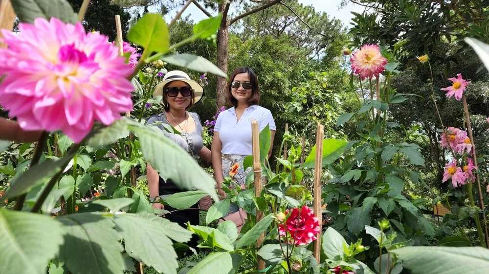 Chị Hưng và chị Sinh, hai du khách từ tỉnh Hưng Yên đã chọn Đà Lạt làm điểm đến đầu tiên trong hành trình du ngoạn phương Nam. Tất nhiên, cả hai chị đều mê mẩn những bông hoa Thược dược khoe sắc ở Thiền viện Trúc Lâm.
