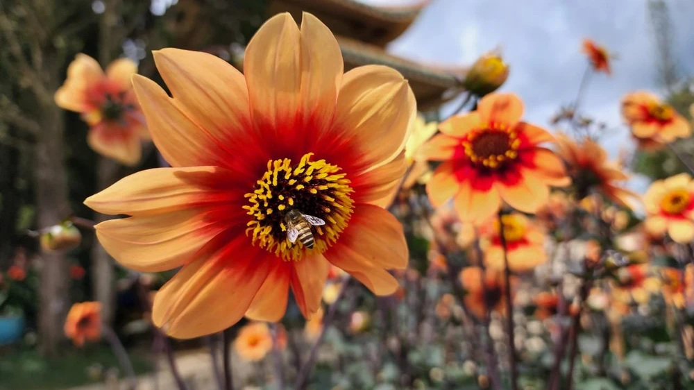 Với ý nghĩa tình yêu vô cùng sâu sắc về sự chung thủy và niềm hạnh phúc trường tồn nên hoa Thược dược thường được dùng để trang trí cho các lễ cưới, lễ đính hôn và hoa cầm tay cho cô dâu.