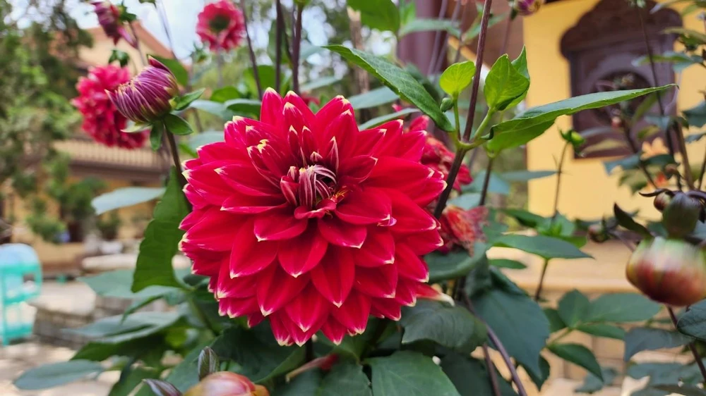 Thược dược đỏ thể nhiện cho sự ngọt ngào trong tình yêu và hạnh phúc vững bền.