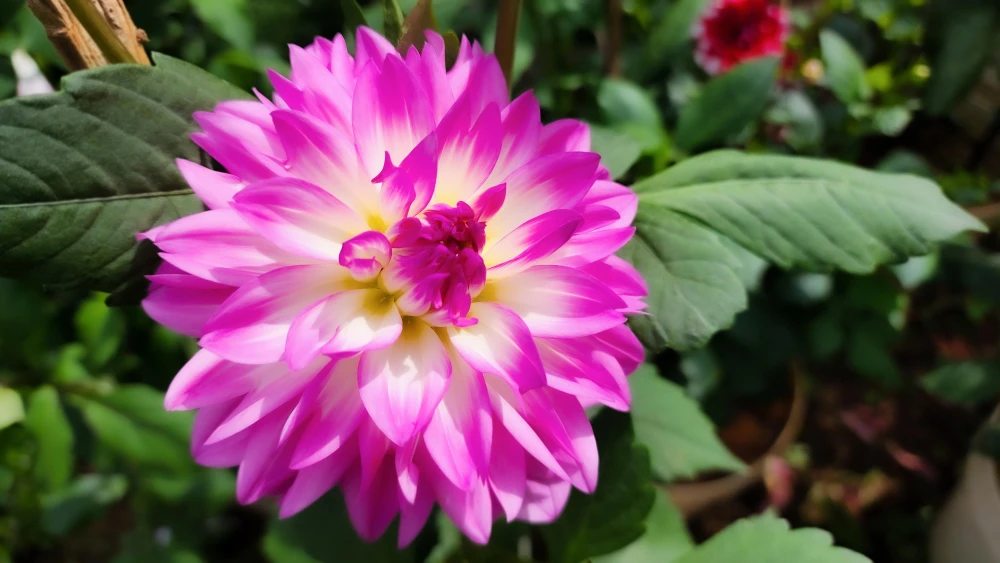 Hoa Thược dược hồng tượng trưng cho sự dịu dàng và tinh tế.