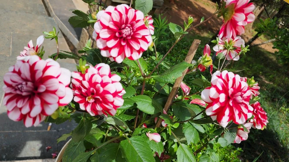 Hoa Thược dược có tên khoa học là Dahlia, có nguồn gốc và là quốc hoa của Mexico. Cùng họ Cúc, Thược dược có nhiều màu sắc như: đỏ, tím, vàng, xanh và trắng.