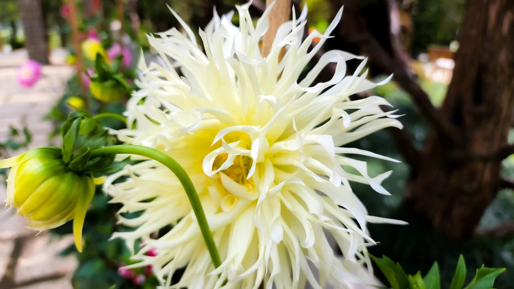 Thược dược trắng cho cảm giác thánh khiết và trong sáng của tình yêu