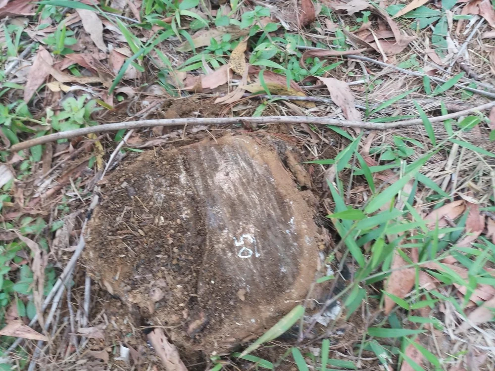 Nhiều gốc thông bị chết khô Ảnh VT